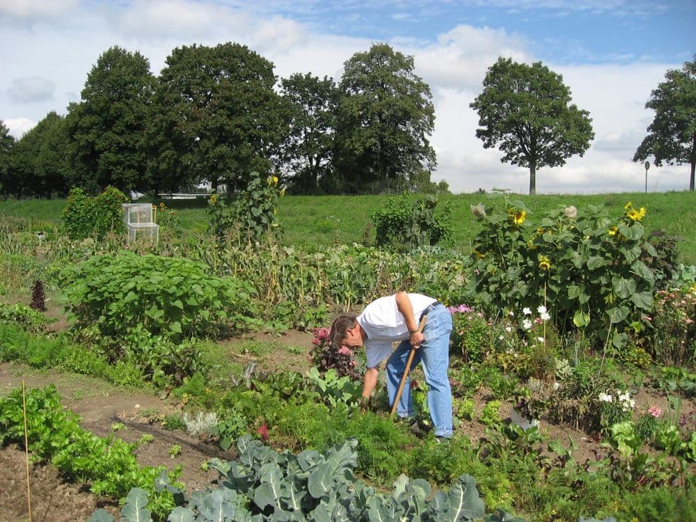 Meine Ernte Review 2026: Rent-a-Garden & Grow Your Own