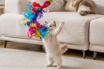 Petmate Review 2026: Cat Supplies That Actually Last