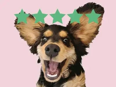 Purr and Mutt Review 2026: Are These Custom Pet Portraits Worth It?