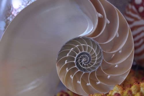 Nautilus Puzzles Review 2026